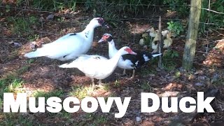 Duck Breed Analysis The Muscovy Duck [upl. by Anitrak]