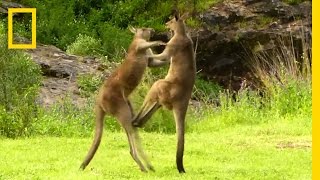 Kangaroo vs Kangaroo  National Geographic [upl. by Anelegna]