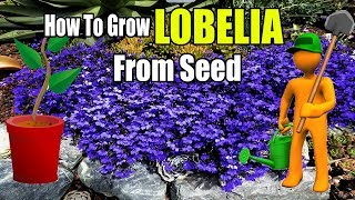 How To Grow Lobelia From Seed  Gardening Story [upl. by Carlstrom63]