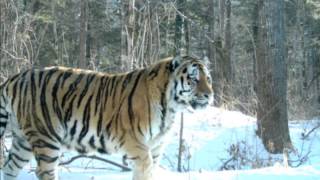 Russian Siberian Tiger  the Biggest and Strongest Cat in the world Weight up to 500kg [upl. by Dotson4]