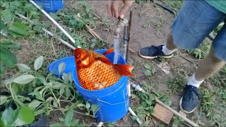 How To Make Fish Fertilizer in One Minute [upl. by Anhej]