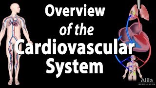 Cardiovascular System Overview Animation [upl. by Leon]