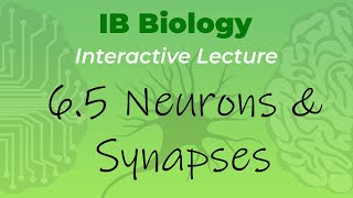 IB Biology 65  Neurons amp Synapses  Interactive Lecture [upl. by Matejka]