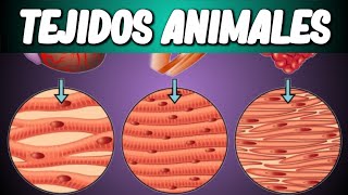 TEJIDOS ANIMALES Biología desde Cero [upl. by Fechter]