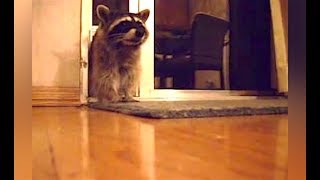 Ozzy Man Reviews Raccoons [upl. by Ahsekad]