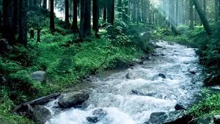 Beautiful Mountain River Flowing Sound Forest River Relaxing Nature Sounds Sleep Relax 10 hours [upl. by Ednyl411]