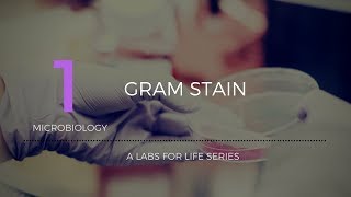 Gram Stain [upl. by Danielle]