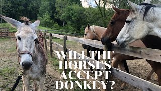 Horses meet Donkey for the FIRST TIME [upl. by Sue]