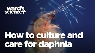 Caring and Culturing for Daphnia [upl. by Iemaj]