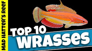 Top 10 Reef Safe Wrasse [upl. by Marino]