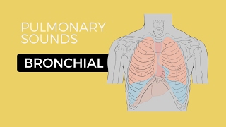 02  Lung Sounds  Bronchial breath sounds [upl. by Gibby36]