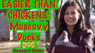 How to Care for Muscovy Ducks EP73 [upl. by Pratt]