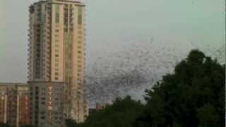 2 MILLION BATS Austin Texas [upl. by Asfah997]