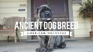 AMERICAN MOLOSSUS A RECREATION OF AN ANCIENT DOG BREED [upl. by Ulphiah621]