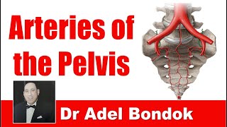 Arteries of the Pelvis Dr Adel Bondok [upl. by Aivatnohs]