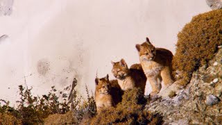 Adorable Puma Cubs Explore the Wild for the First Time [upl. by Analim]