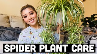 HOW TO PROPAGATE SPIDER PLANTS  SPIDER PLANT CARE [upl. by Nedyarb]