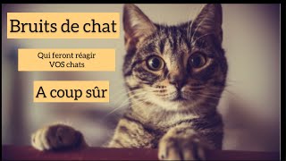 Bruits de chat pour faire réagir les votres [upl. by Yerffeg]