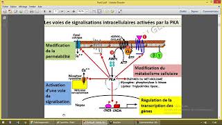 Communication cellulaire 3 Adenylate cyclase [upl. by Blayze]