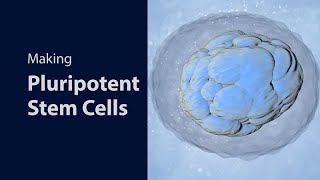 Making Pluripotent Stem Cells [upl. by Alonzo]