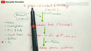 Production of streptomycin by fermentation  Procedure involved  Bio science [upl. by Ott43]