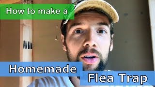 Homemade Natural Flea Trap  Easy and Safe Flea Killer DIY [upl. by Iormina]