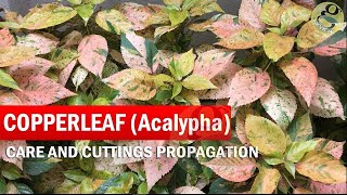 COPPERLEAF Plant Care  Acalypha wilkesiana  How to grow Khalifa Plant from Cuttings  in English [upl. by Laughton]