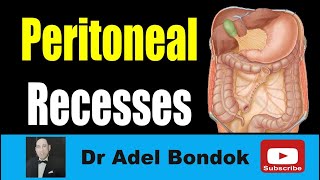 Peritoneal Recesses Dr Adel Bondok Making Anatomy Easy [upl. by Hyo]