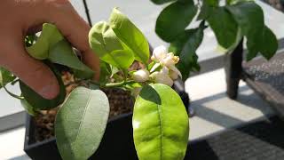 Growing a Grapefruit Tree in a Pot Part 1 [upl. by Labotsirhc]