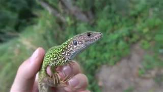 Östliche Smaragdeidechse 4K Lacerta viridisEastern Green Lizard [upl. by Zeta]