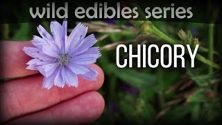 Chicory  Wild Edibles Series [upl. by Uwton]