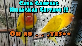 Cara Mengatasi Lovebird Gestang [upl. by Aihn556]