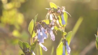 The Bluebells of Scotland  Bagpipes [upl. by Wiencke]