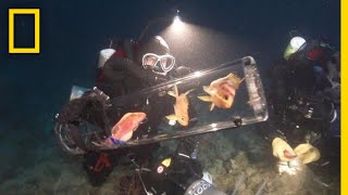 New Invention Keeps DeepSea Creatures Alive at Surface  National Geographic [upl. by Schuman]