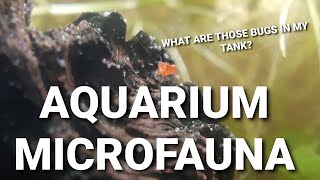 What Are Those Little Bugs And Worms In Your Aquarium  Common Aquarium Micro Fauna [upl. by Arimas996]