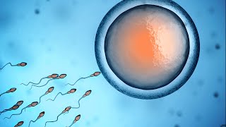 Human Physiology  Fertilization and Implantation [upl. by Anzovin154]