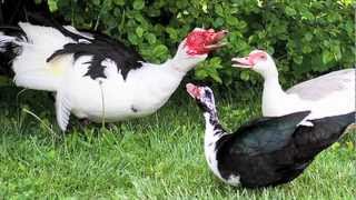 quotMuscovy Ducksquot Documentary [upl. by Cuthbertson983]