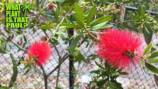 The Lemon bottlebrush  Callistemon citrinus Citrusscented leaves  Striking red flowers [upl. by Reddy190]