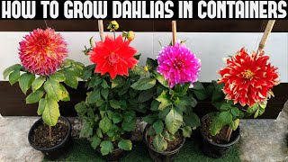 How To Grow Dahlias At Home  FULL INFORMATION [upl. by Calandra]