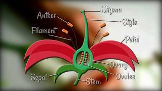 Ovarian Cyst Its Symptoms Diagnosis Causes and Treatment [upl. by Ewnihc]