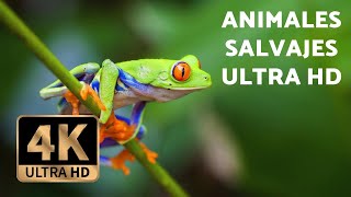 ANIMALES salvajes EN 4K  Con MÚSICA RELAJANTE Ultra HD [upl. by Cori]