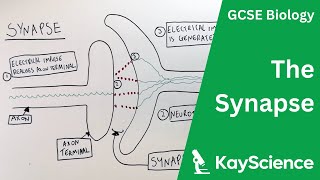 The Synapse  GCSE Biology  kaysciencecom [upl. by Iphigeniah]