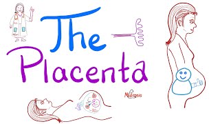 The Placenta  Structure and Function  Biology Anatomy and Physiology [upl. by Mafala828]