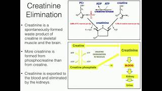 Creatine Function 22 Degradation to Creatinine [upl. by Eidua631]