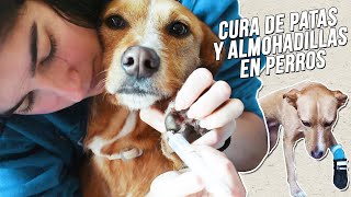 Cómo curar las heridas de las PATAS y las ALMOHADILLAS de tu PERRO 🐕👨‍⚕️💉 [upl. by Anwahsar777]