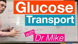 Glucose Transport  Metabolism [upl. by Anilorac181]