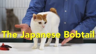 The Japanese Bobtail at a TICA Cat Show [upl. by Ayak58]