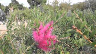 Callistemon citrinus Jeffersii aka Purple Bottlebrush [upl. by Orat]