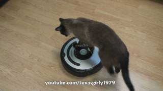 Cat shows HOW TO use iRobot Roomba Vacuum [upl. by Rainwater]