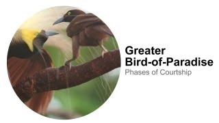 Greater BirdofParadise Phases of Courtship [upl. by Millham]